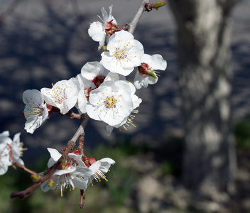 苹果树树枝