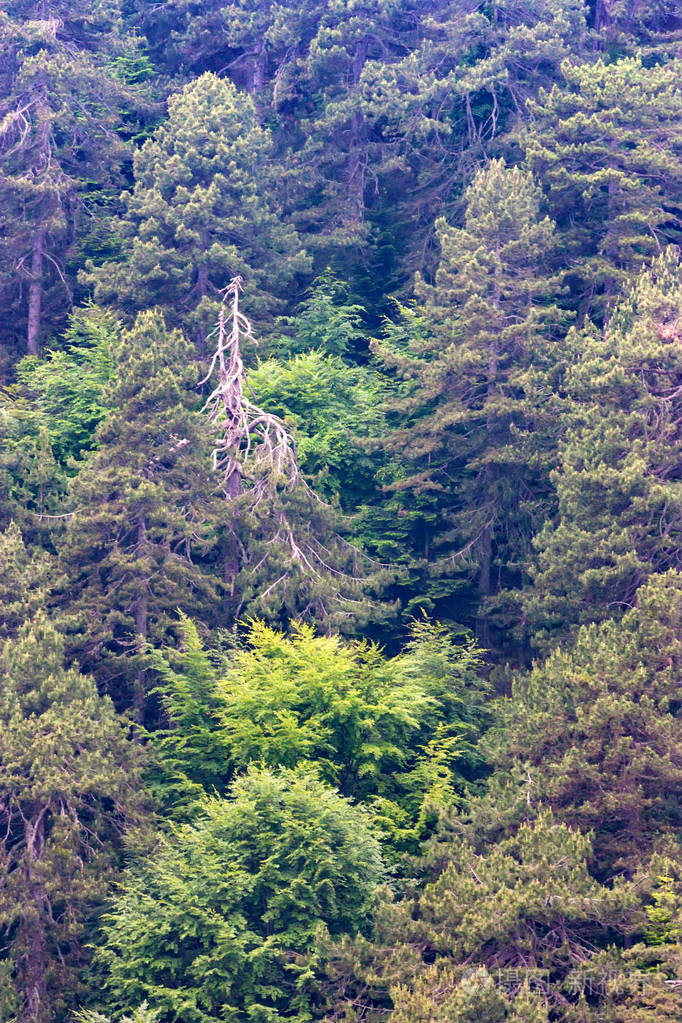 奥林匹亚山松林景观