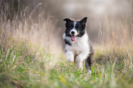 在冬季运行边境牧羊犬小狗