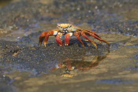 莎莉莱特富特蟹 Grapsus Grapsus巴托洛梅岛加拉帕戈斯群岛联合国教科文组织世界遗产遗址厄瓜多尔南美洲