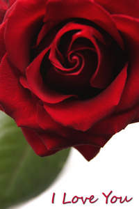 红玫瑰，英国兰开斯特家族族徽
