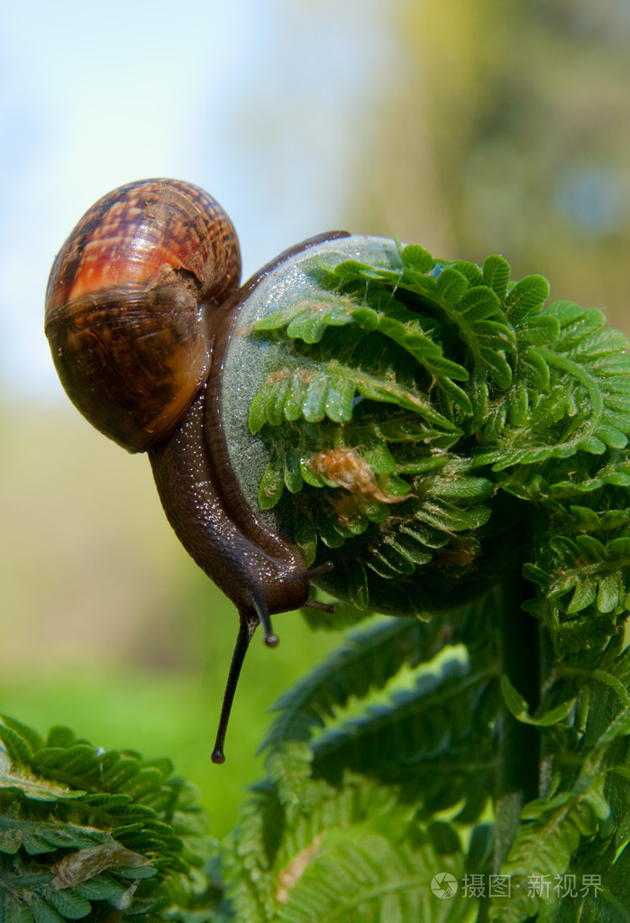 蕨类植物螺旋形的蜗牛