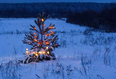 圣诞树在夜森林