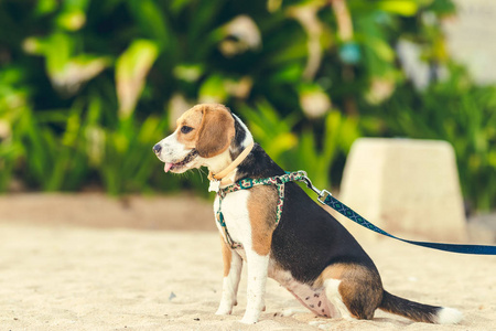 印度尼西亚巴厘岛海滩上的可爱雌性猎犬狗