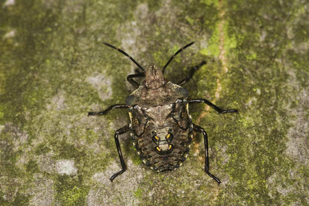 关闭森林臭虫 蝽 rufipes 幼虫