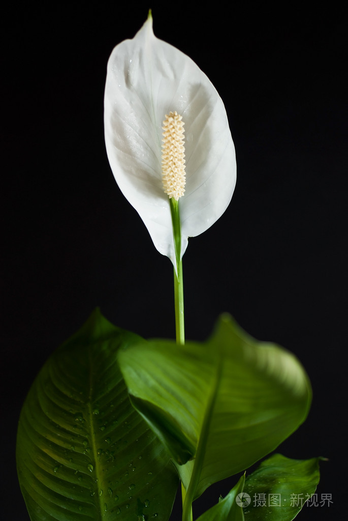 完美的画在黑色背景上的白花