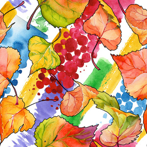 手绘水彩风格的杨树秋叶