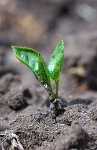 在地球上种植的苹果树