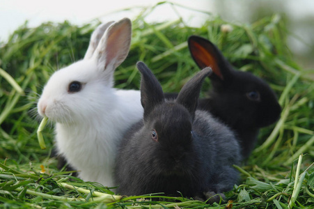 黑色和白色婴儿兔子在绿色草地上