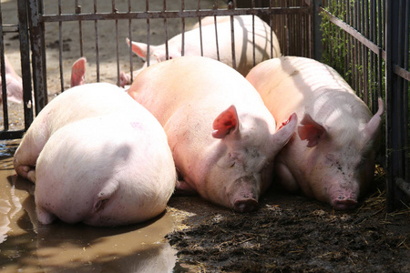 家养猪母猪躺在泥土里照片