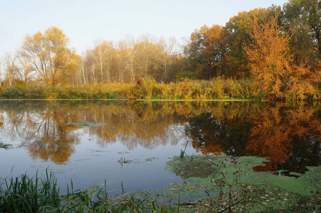 河景观和秋木