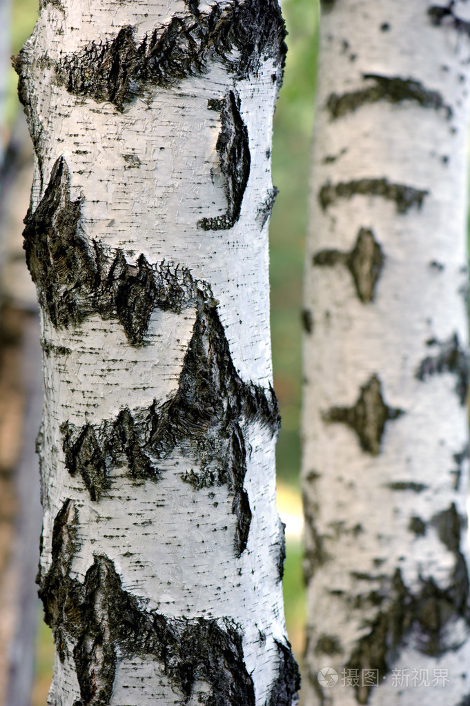 白桦树干