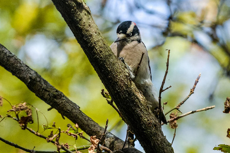啄木鸟坐在树枝上