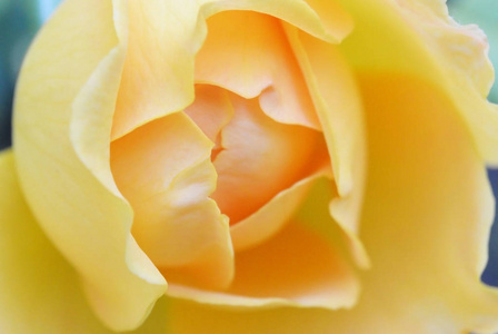 柔和的背景与黄色狂放的玫瑰花
