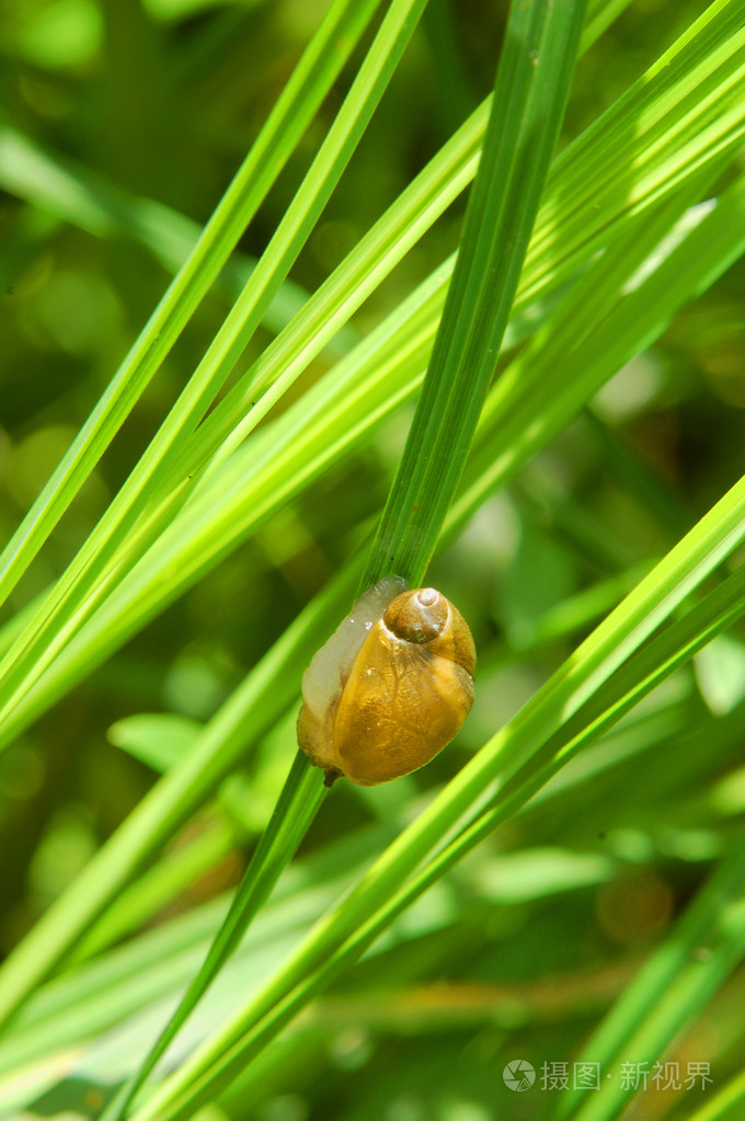 蜗牛在草地上