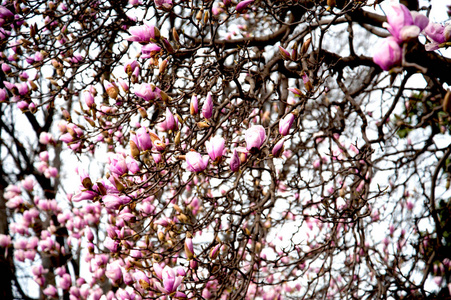 春天盛开的玉兰树, 美丽的粉红色的花朵, 米兰, 意大利