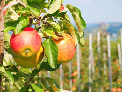 苹果花园照片