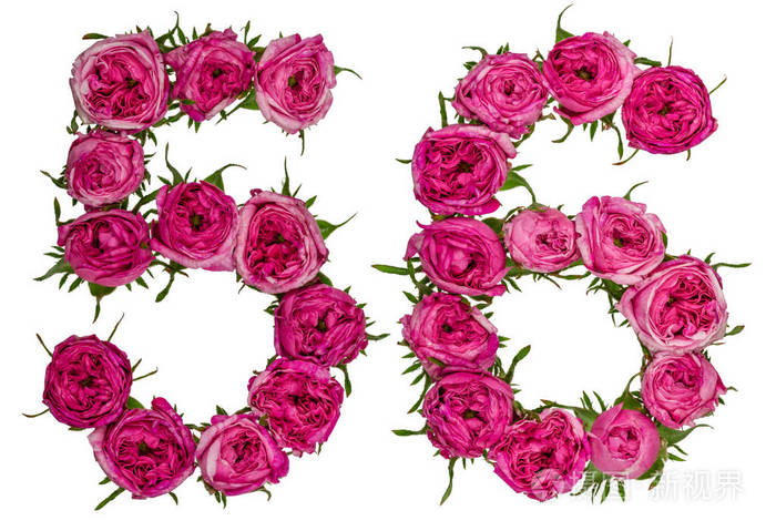 阿拉伯数字56五十六从红色的玫瑰花孤立