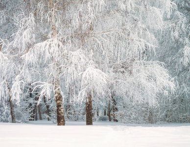 俄国冬天在1月