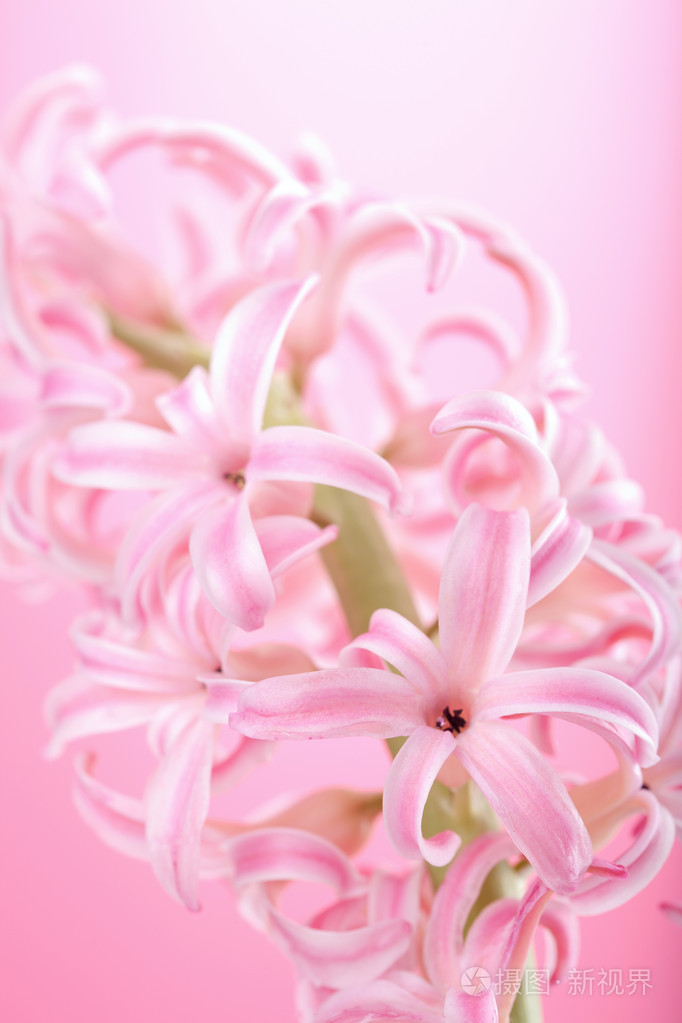 粉红色的风信子花