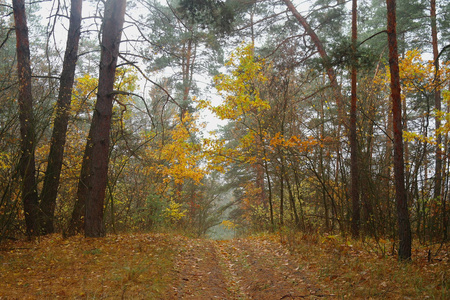 秋天的树下的路
