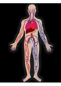 矢量血液系统的人的