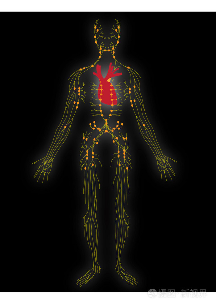 矢量中枢神经系统的人的
