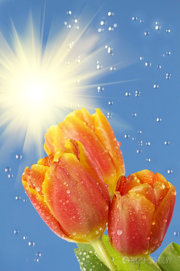 鲜花郁金香太阳雨