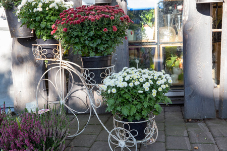 白色立场与花盆为花, 菊花和希瑟, 花装饰, 库雷萨雷, Saaremaa, 爱沙尼亚