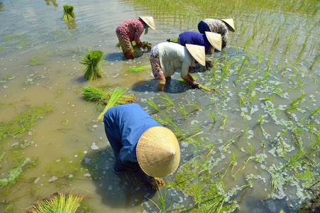 长 a越南 农民在长省的稻田种植水稻, 越南