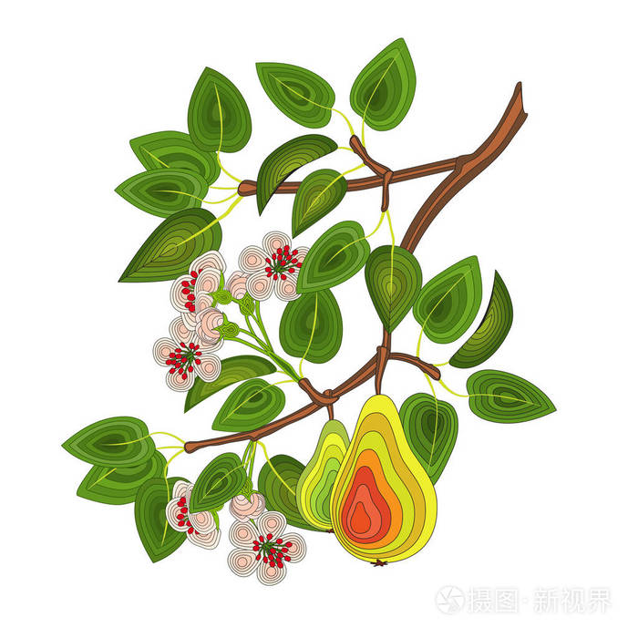 梨树上的一个树枝叶子花和梨装饰元素
