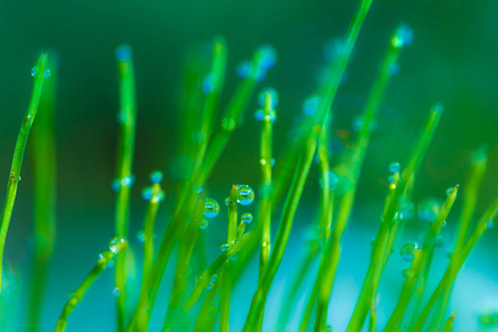 露水下落背景