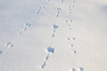 冬季新鲜白雪中的动物踪迹图片