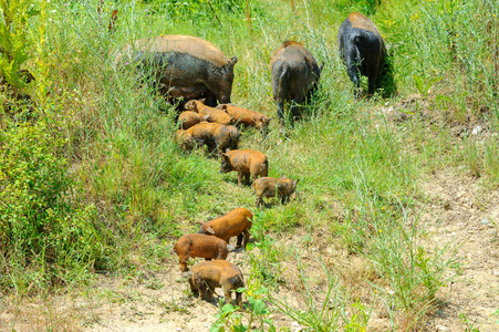 一个大的野猪家族在树林里散步寻找食物