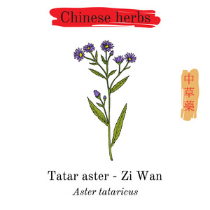 中国草药。Tatarinows 紫菀