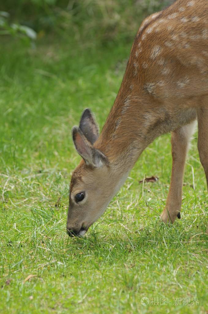 幼鹿(狍狍), 奥林匹克国家公园, 华盛顿, 美国, 北美洲