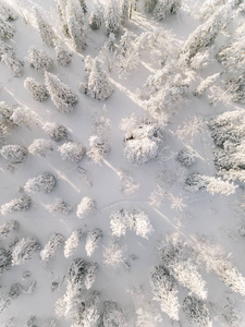 冬季森林与冷若冰霜的树木, 鸟瞰。拉普兰, 芬兰