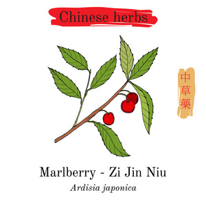 中国草药。Marlberry 虎粳