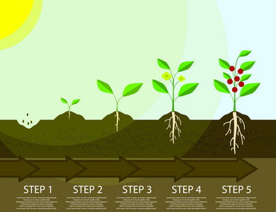 种植的树过程图.平的插图植物生长信息图表.植物生长过程.