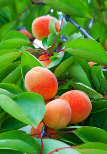 成熟的杏子长在树枝上