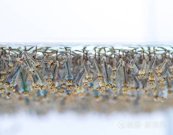 蚊子的幼虫在白色背景上的水