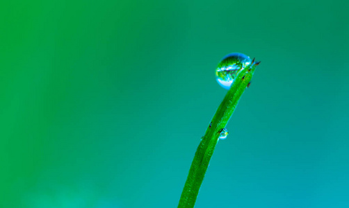 单草背景露水滴