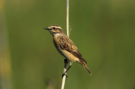 Whinchat 黄连 rubetra, 鹟科家庭, 女性