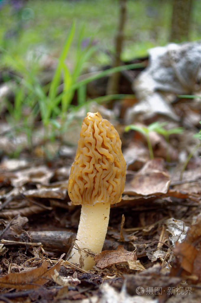 莫雷尔蘑菇特写