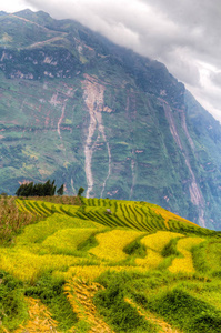 梯田稻田在越南收获季节图片