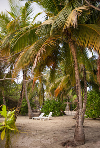 棕榈树叶。在印度洋岛上的热带森林里的躺椅。潮湿热带丛林的美丽风景。热带森林背景的图片与二个海滩椅子