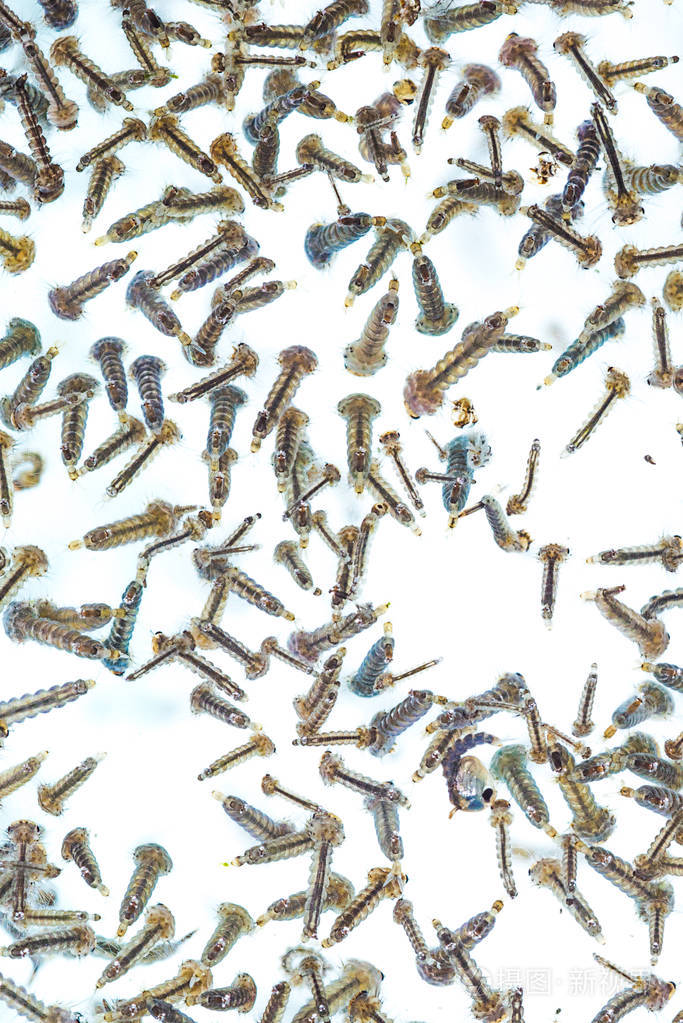 蚊子的幼虫在白色背景上的水