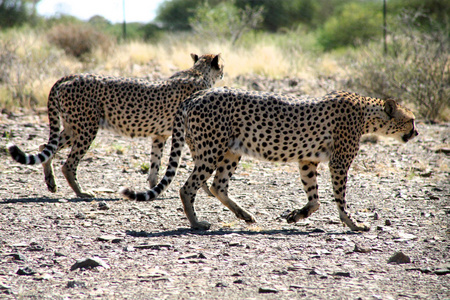 lt动gt奔跑极快的非洲猎豹 cheetah的名词复数 