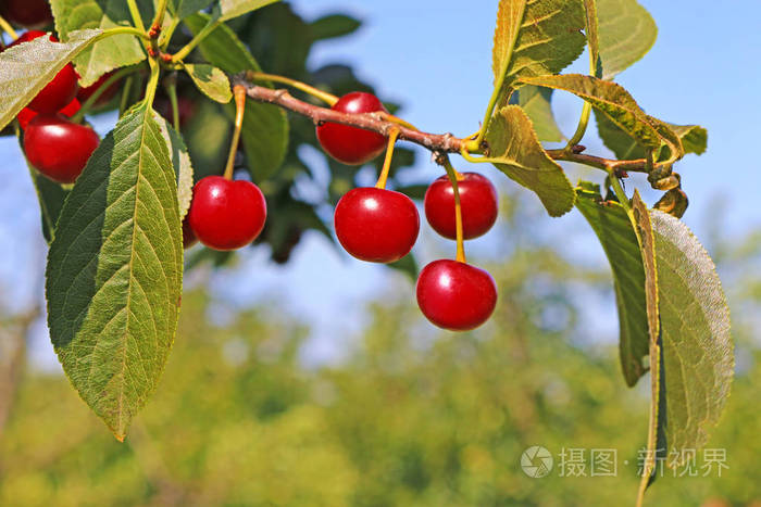 树上成熟的樱桃果实准备采摘