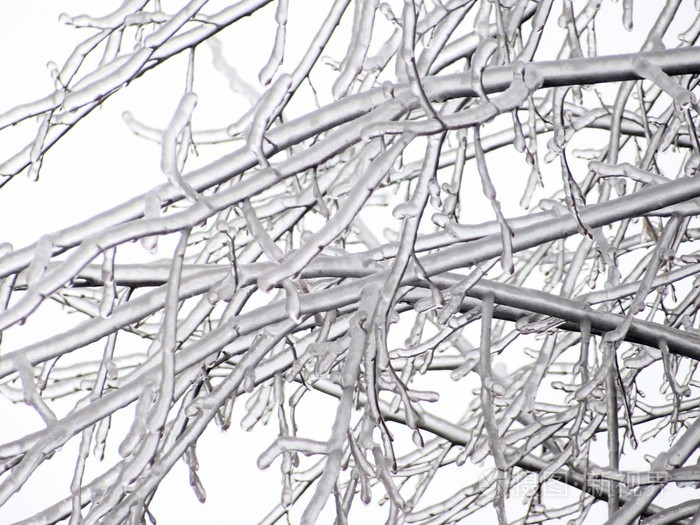 冰盖在树上。 雪橇。